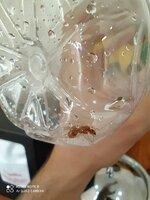 IMG_20200727_081753.jpg