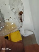 IMG_20200727_081732.jpg