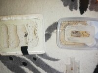 IMG_20200728_082205.jpg