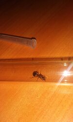 IMG_20200728_114534_900.jpg