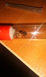 IMG_20200728_114412_585.jpg
