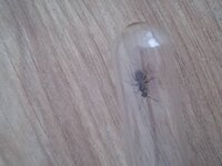 IMG_20200807_170302.jpg