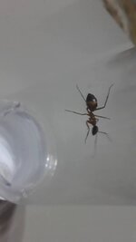 Screenshot_20200812-213043.jpg