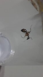 Screenshot_20200812-213023.jpg