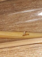 IMG-20200816-WA0065.jpg