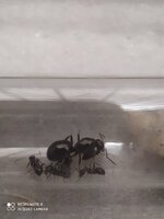 IMG_20200905_163732.jpg