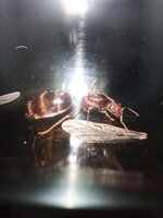 IMG-20200904-WA0075.jpg