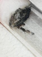 IMG_20201115_172646.jpg