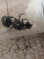 0BDFA812-C3A0-446C-B55B-DCCD54061B7F.jpeg