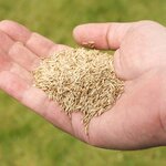 lawn-seed.jpg