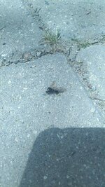IMG_20210428_141227.jpg
