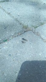 IMG_20210428_141317.jpg