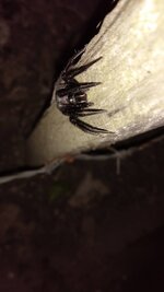 IMG-20210512-WA0026.jpeg
