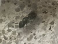 0CEF168A-EDDF-4866-BEF5-98CA863E1F1A.jpeg