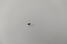 IMG_20210522_110530.jpg
