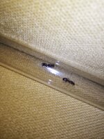 IMG_20210607_093102.jpg