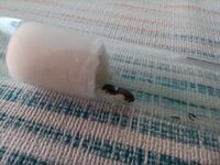 IMG_20210617_171501.jpg
