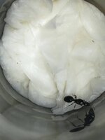 IMG_20210628_182052.jpg