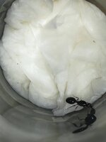 IMG_20210628_182053.jpg