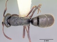 Pachycondyla_harpax_casent0104808_dorsal_1.jpg Pachycondyla_harpax_casent0104808_dorsal_1.jpg
