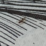 IMG_20210701_201113.jpg