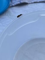 F817634D-B770-497D-A5FE-0BA0D5ED9045.jpeg