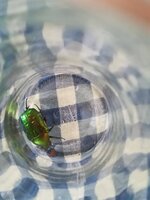 IMG_20210730_174830.jpg
