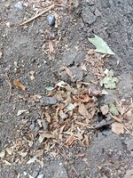 IMG_20210816_184353.jpg