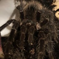 aRachNoid