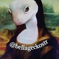 BellageckosTR