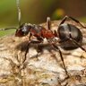Formica isçisi