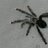 tarantulamasling