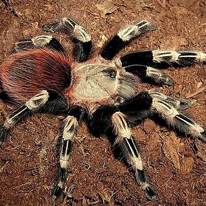 Nhandu-chromatus.jpg