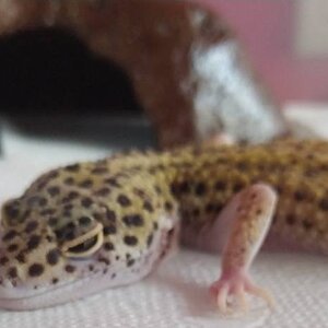 Gecko_03.jpg