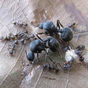 Aphaenogaster_schurri_488x.jpg