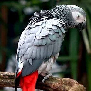 Kongo-Afrika-Gri-Papağanı.jpg