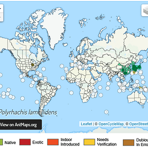 Polyrhachis lamellidens harita.png