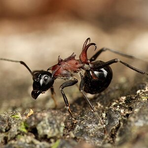 Polyrhachis_lamellidens_worker,_Taku_Shimada.jpg