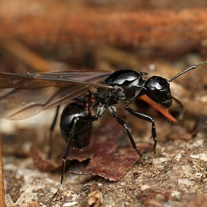 Polyrhachis_lamellidens_alate_queen,_Taku_Shimada.jpg