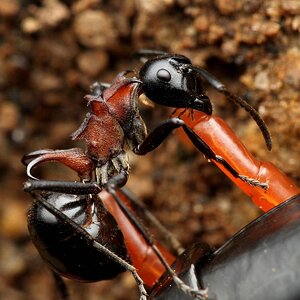 Polyrhachis_lamellidens_worker_feeding_on_centipede,_Taku_Shimada.jpg