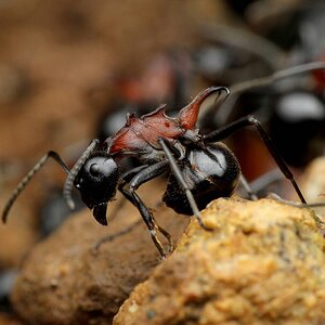 Polyrhachis_lamellidens_worker,_Taku_Shimada_(2).jpg