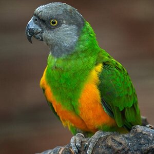 Senegal-Papagani-Ozellikleri-Nelerdir-e9a4.jpg