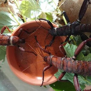 Eurycantha-calcarata-2.jpg