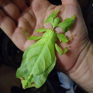 PHYLLIUM GIGANTEUM (1).jpg