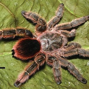 Pachistopelma_rufonigrum_female.jpg