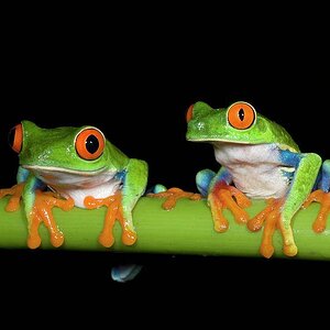 red-eyed-tree-frogs-agalychnis-kevin-schafer.jpg
