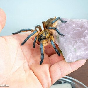 harpactira-pulchripes-golden-blue-leg_1_45d7bfc2734fe13acf3c03ead6db4b5f (1).jpg