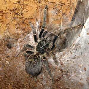 pterinochilus_chordatus_by_ride_the_snake_d6nstef-fullview.jpg