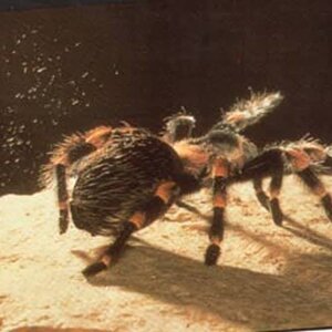 tarantula-bites (2).jpg