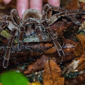 HT_goliath_bird_eating_spider_2_sk_141021_16x9_992.jpg